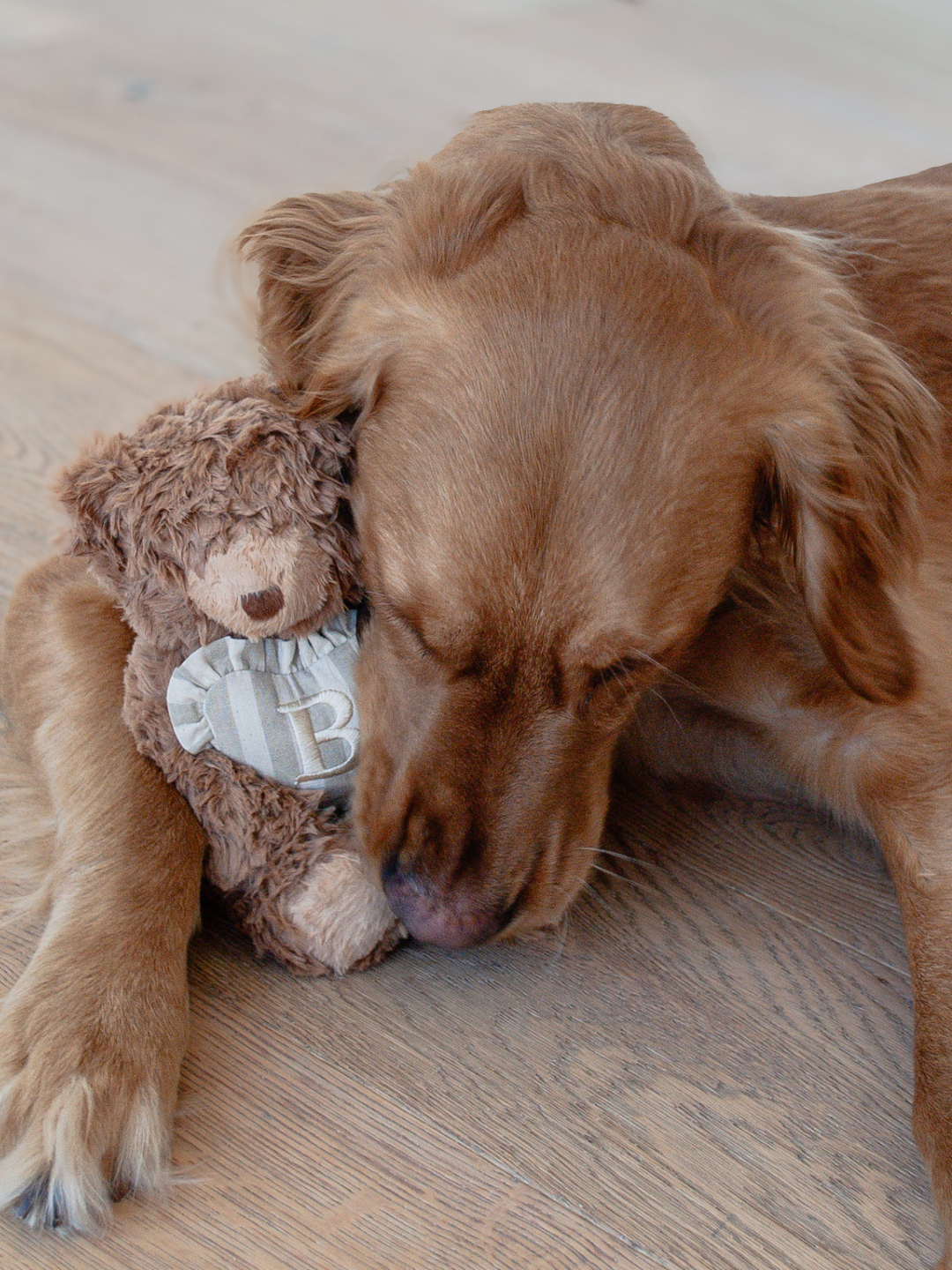 Design Pet Goods | Interactive Dog Toys | Leash set | Dog Bed and