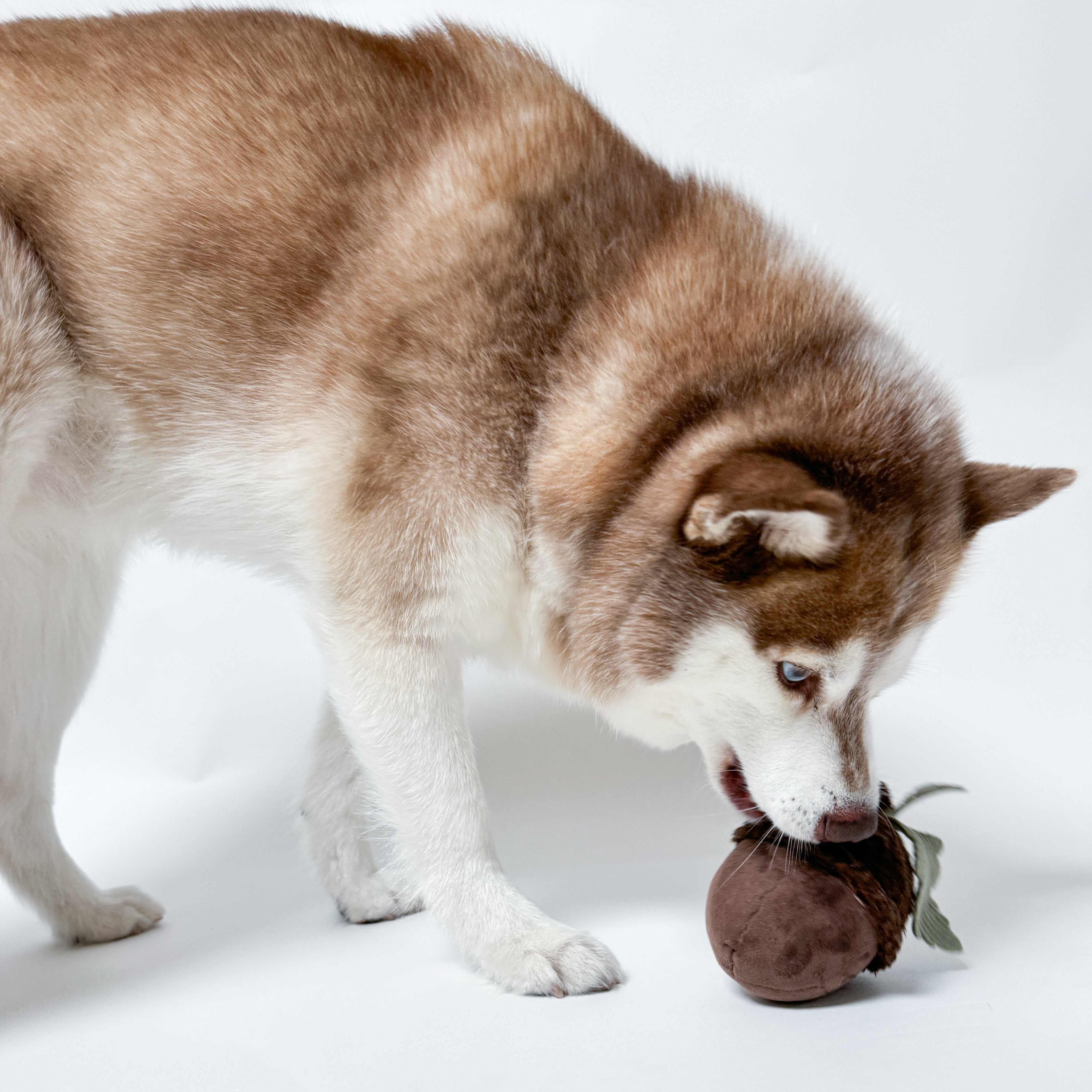 ACORN - Lambwolf Collective