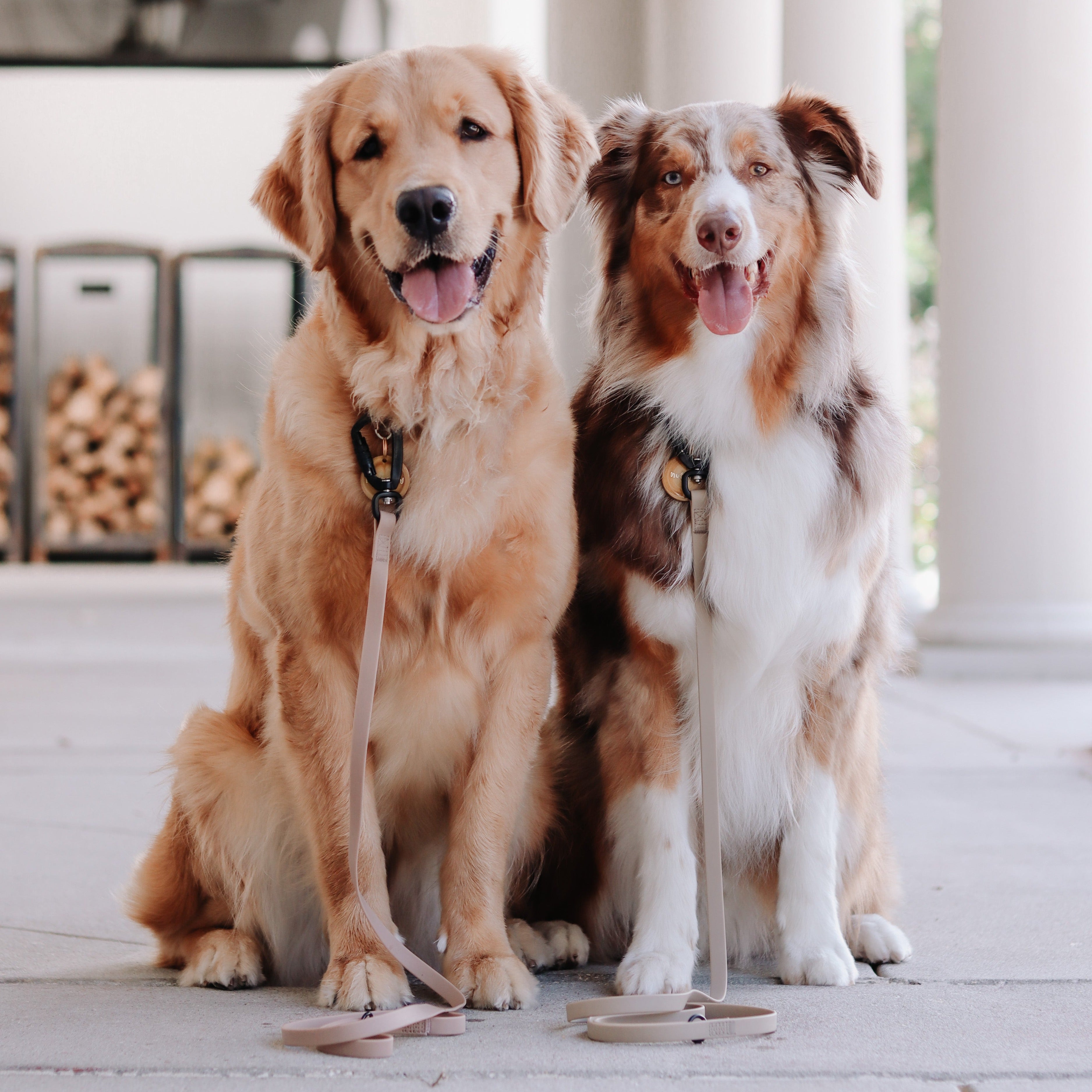 Golden Retriever and Australian Shepherd dogs sit on a patio with matching leashes. 

