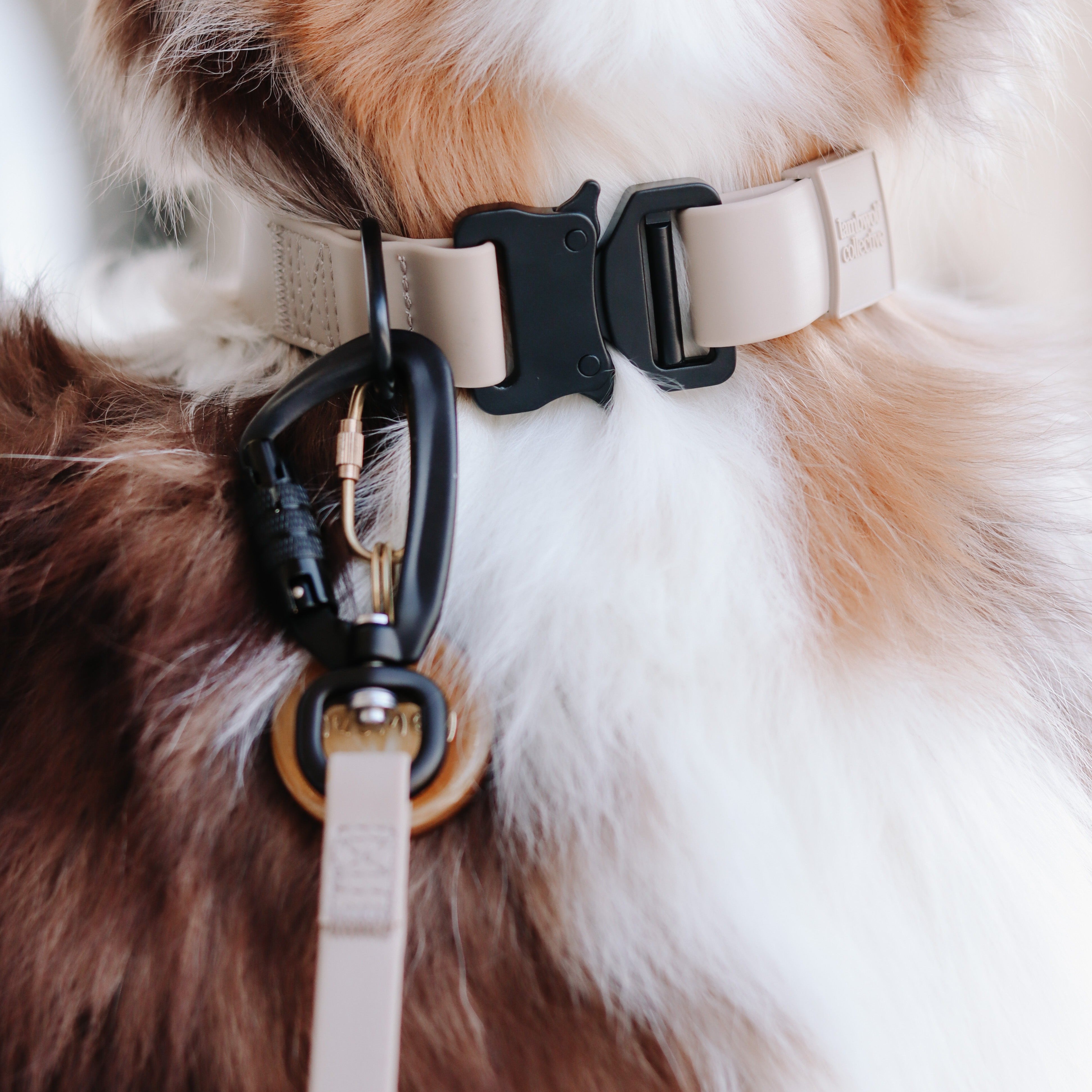 Close-up of a beige dog collar with a black buckle fastened around a dog's neck. The collar has a gold leash clip attached. 
