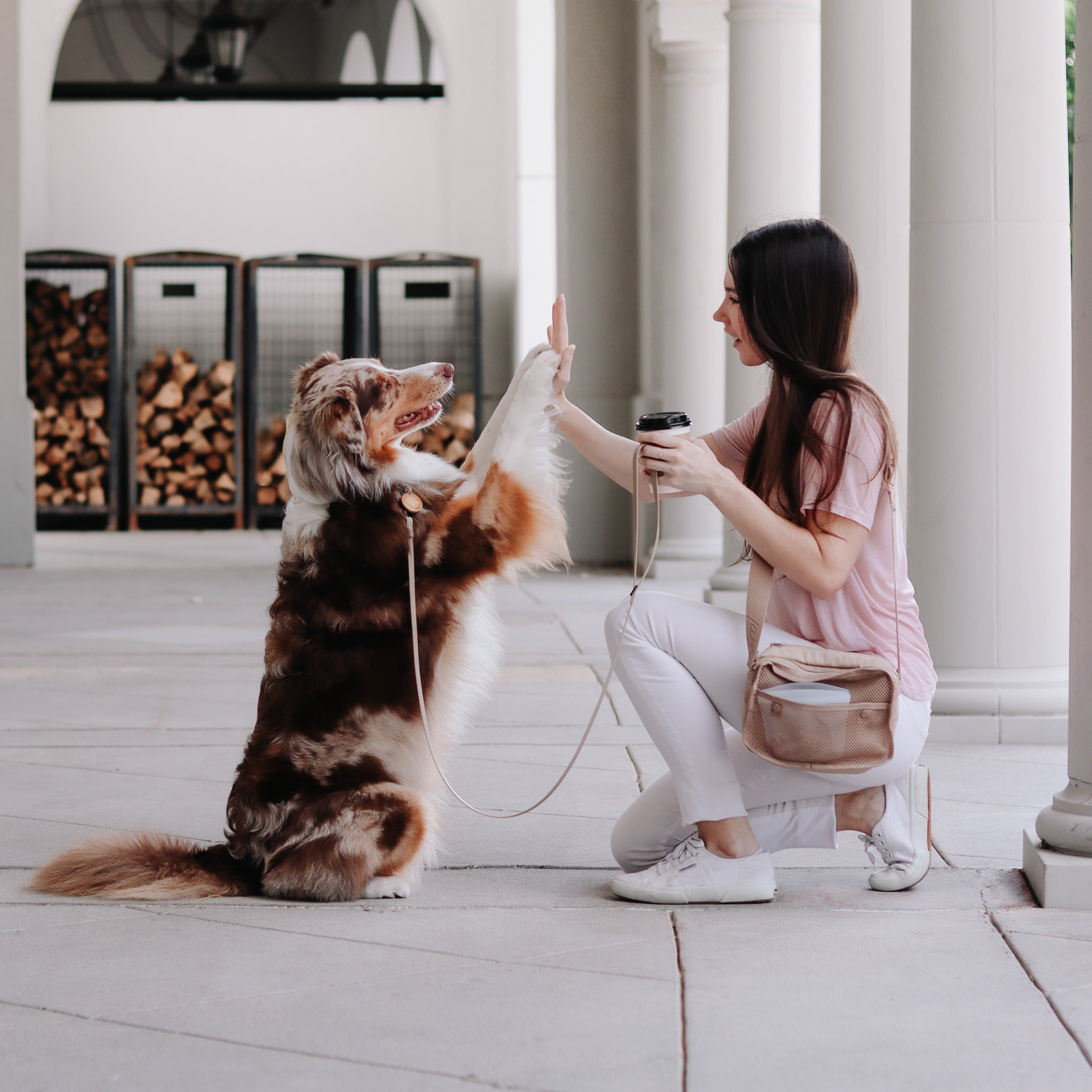 An Australian Shepherd gives a high five to a woman holding a coffee cup on a patio.  
