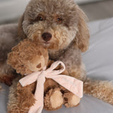MY Teddy