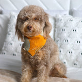 Pumpkin Spice Dog Bandana