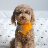 Pumpkin Spice Dog Bandana