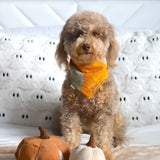 Pumpkin Spice Dog Bandana