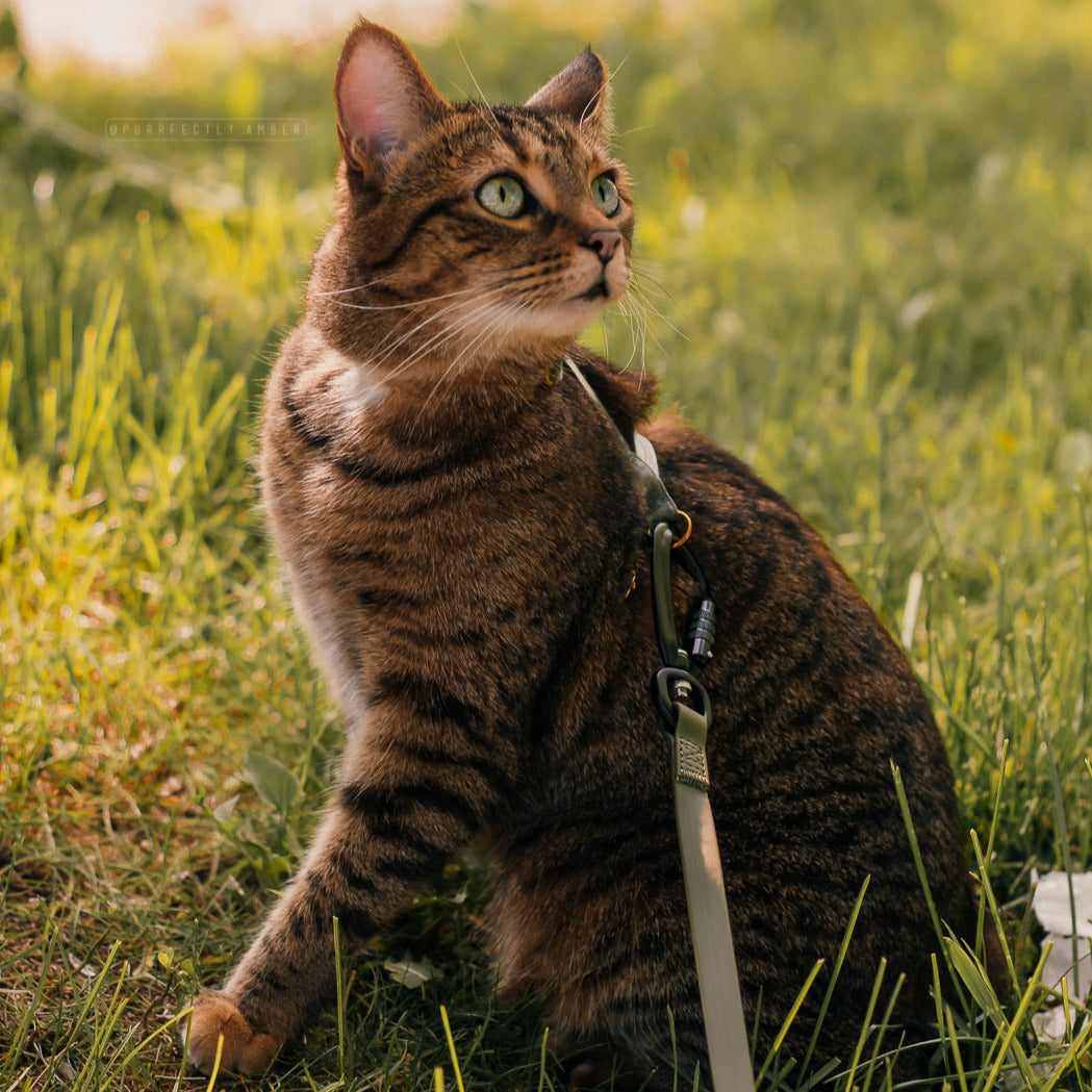 A brown tabby cat wearing a harness sits in the grass and looks into the distance. 
