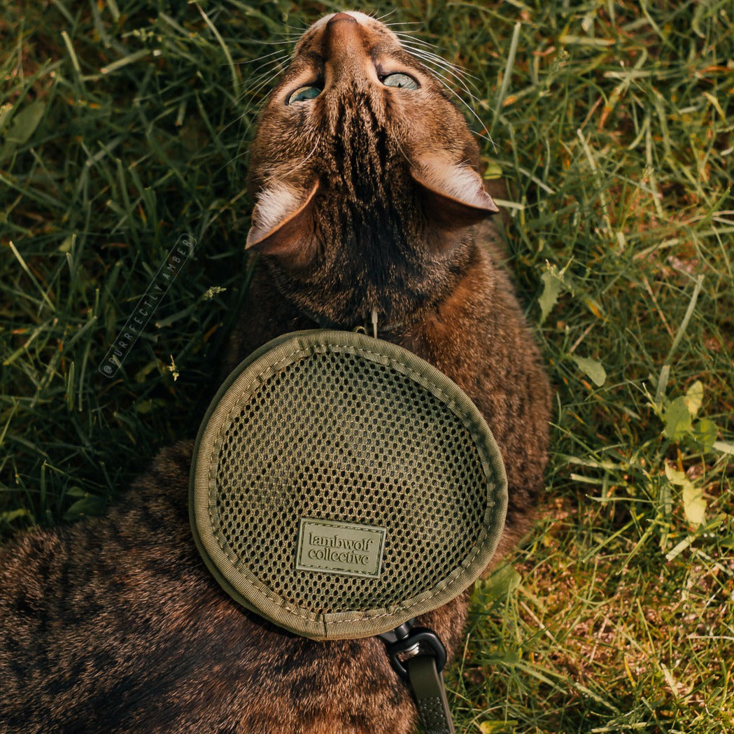 Tabby cat wears a green mesh Lambwolf Collective cat harness while relaxing in the grass. 
