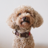 RUBY COLLAR