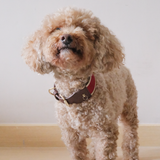 RUBY COLLAR