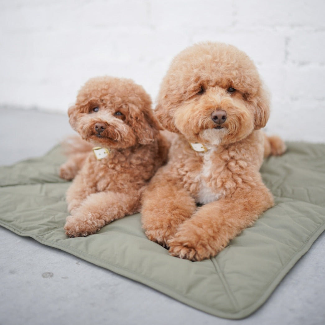 Two fluffy apricot Poodles pose on a sage green dog bed.  The dogs wear matching white collars and look directly at the camera. 
