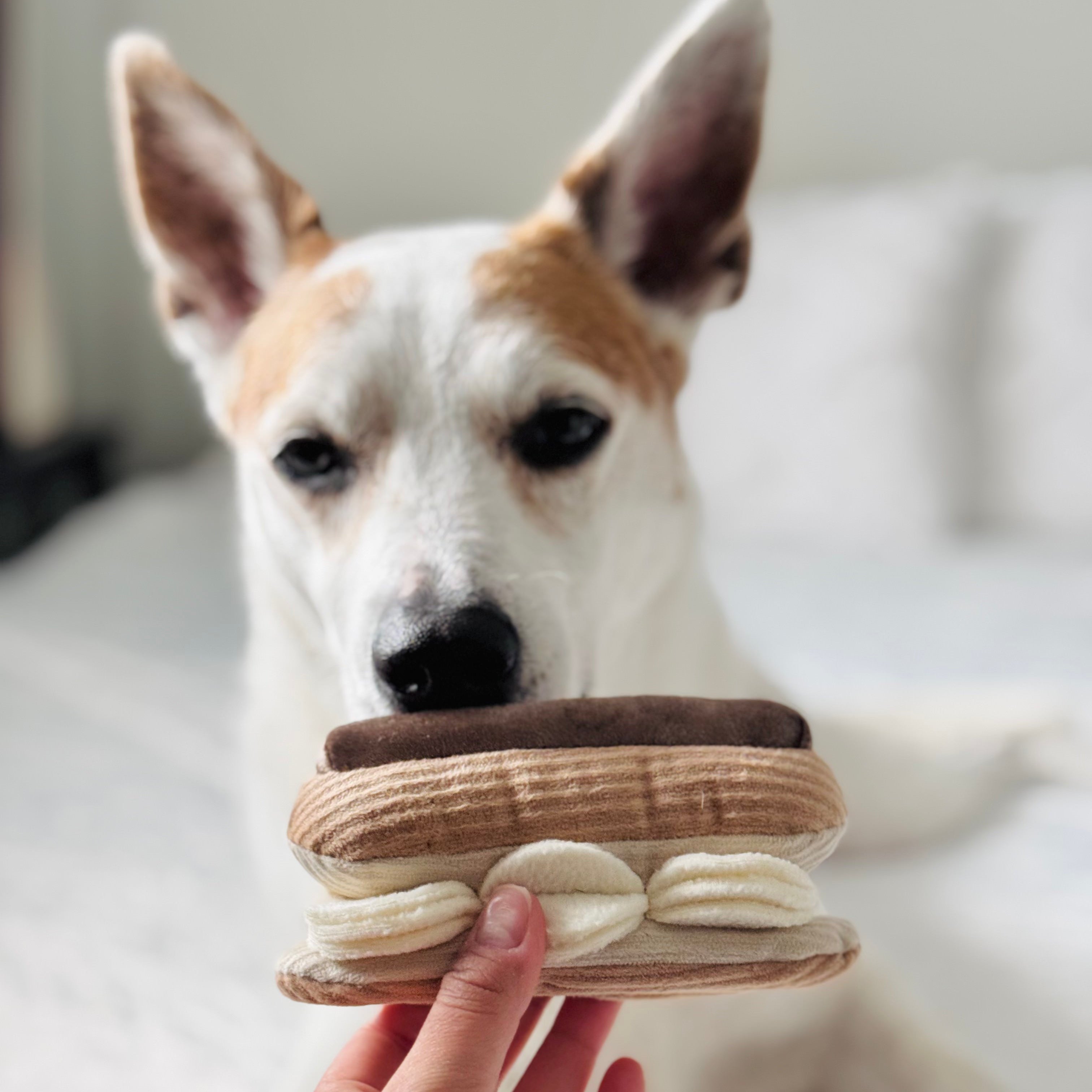 ECLAIR