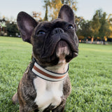 MANOR COLLAR