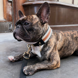 MANOR COLLAR