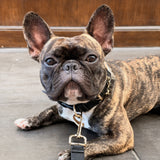 MANOR COLLAR
