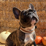 MANOR COLLAR