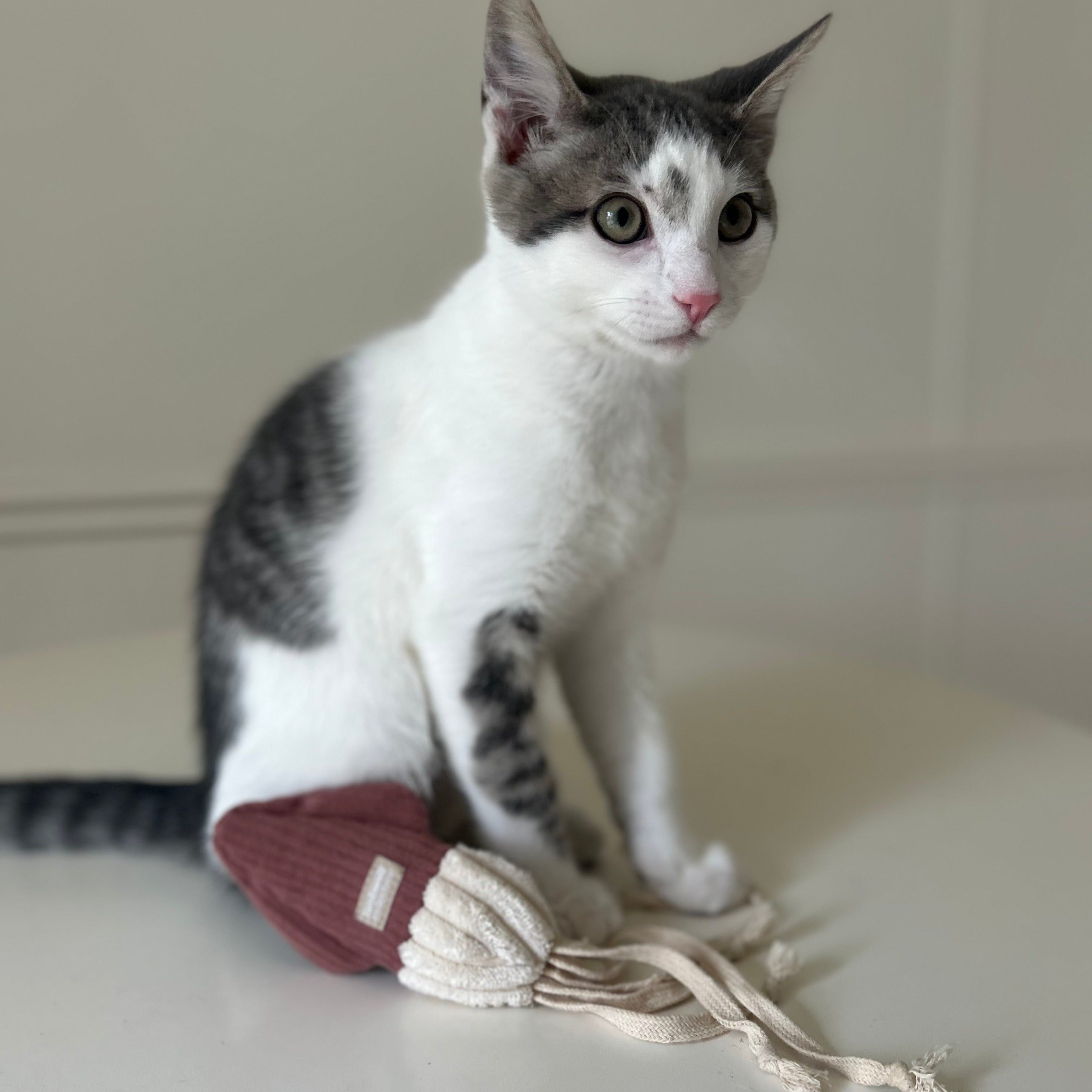 SQUIMBLETON - Lambwolf Collective