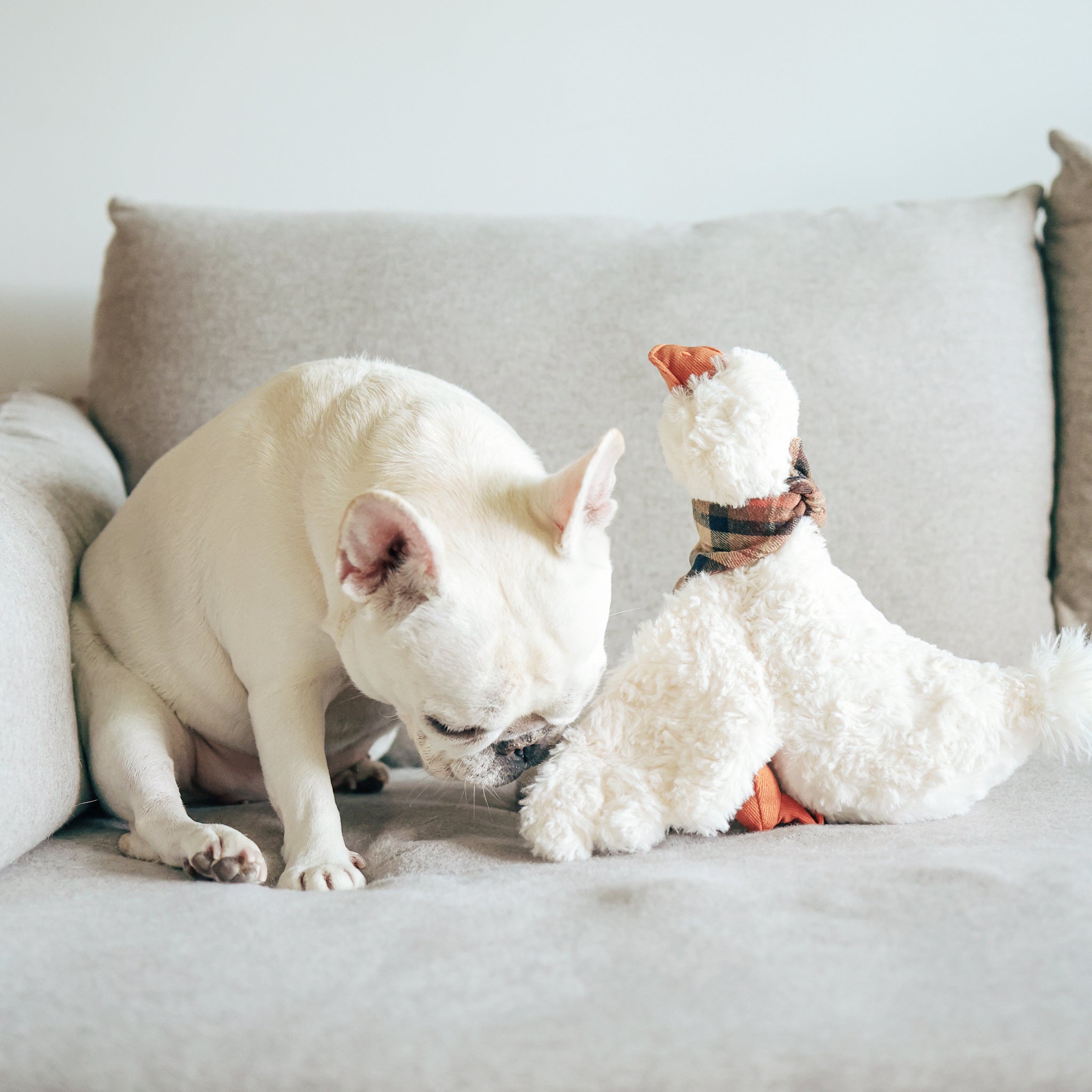 Gus - Lambwolf Collective