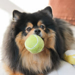 TENNIS POP - Lambwolf Collective