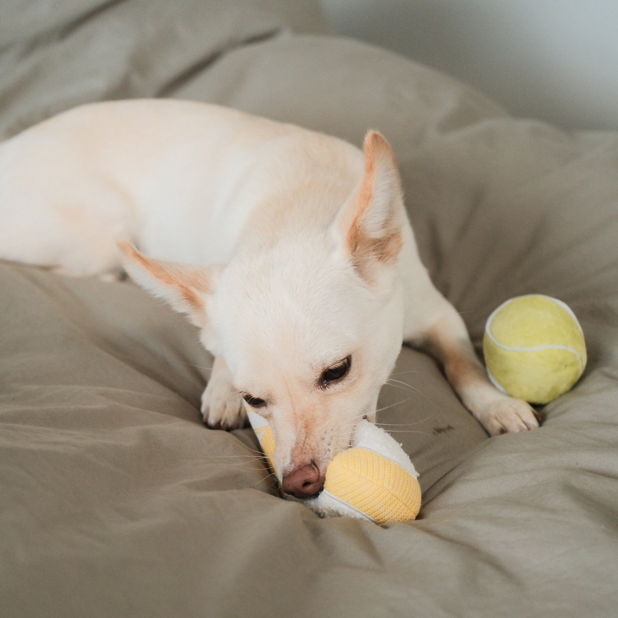 TENNIS POP - Lambwolf Collective