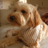 Mocha Stripe Dog Bandana
