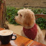 POPPY Dog Bandana