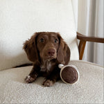 EXPRESSO POP - Lambwolf Collective