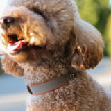SABLE COLLAR