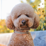 SABLE COLLAR