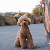 CLASSIC LEASH