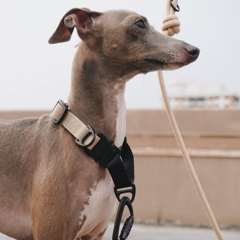 AVA martingale