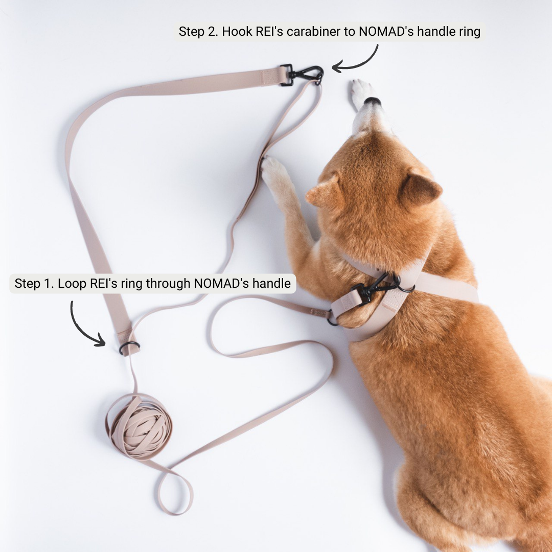Shiba Inu dog wearing a beige harness and lying next to a matching leash. The image demonstrates how to attach the REI leash to the NOMAD harness using the carabiner and ring. 
