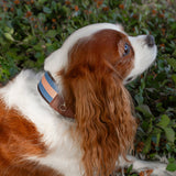 ASTOR COLLAR