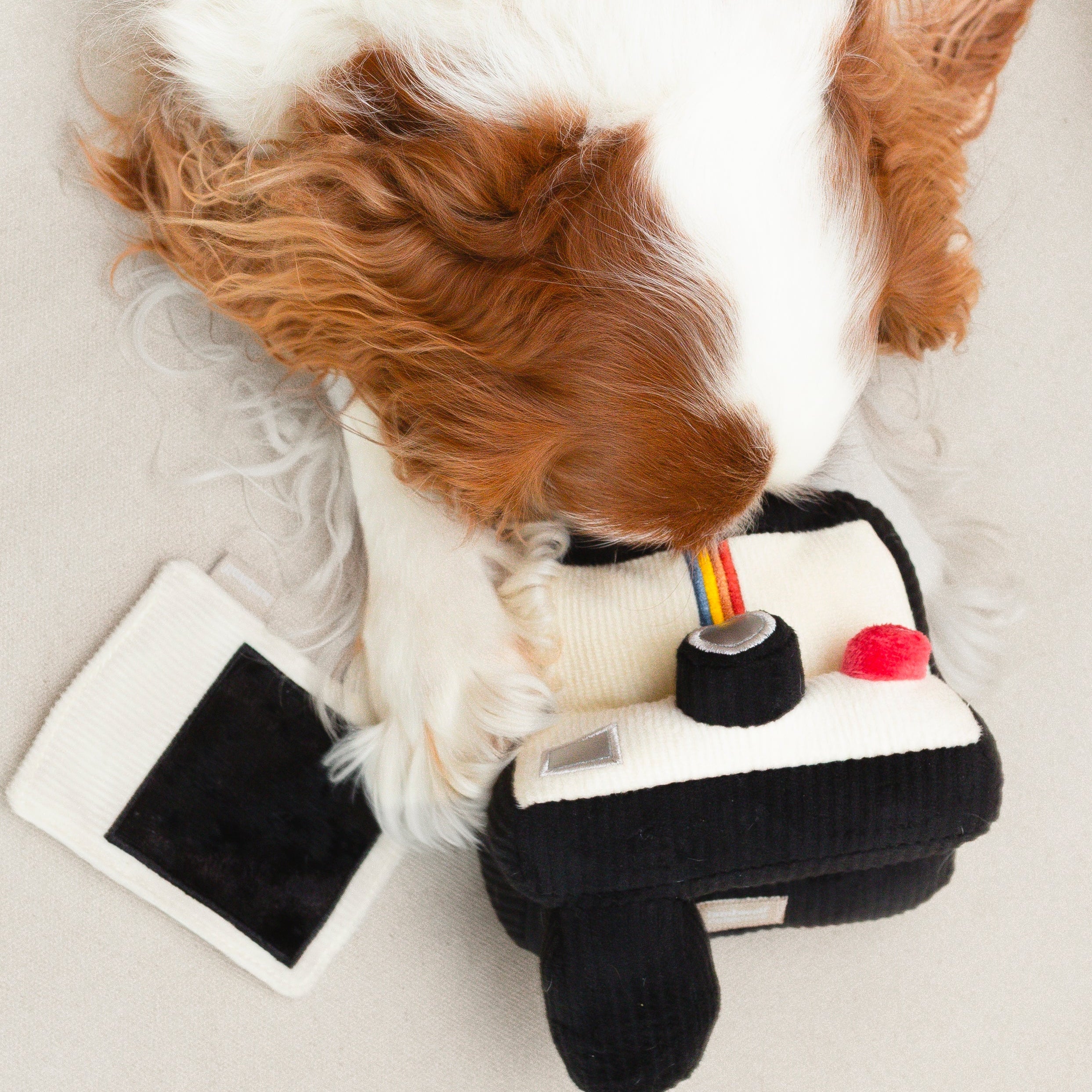 INSTANT CAMERA - Lambwolf Collective