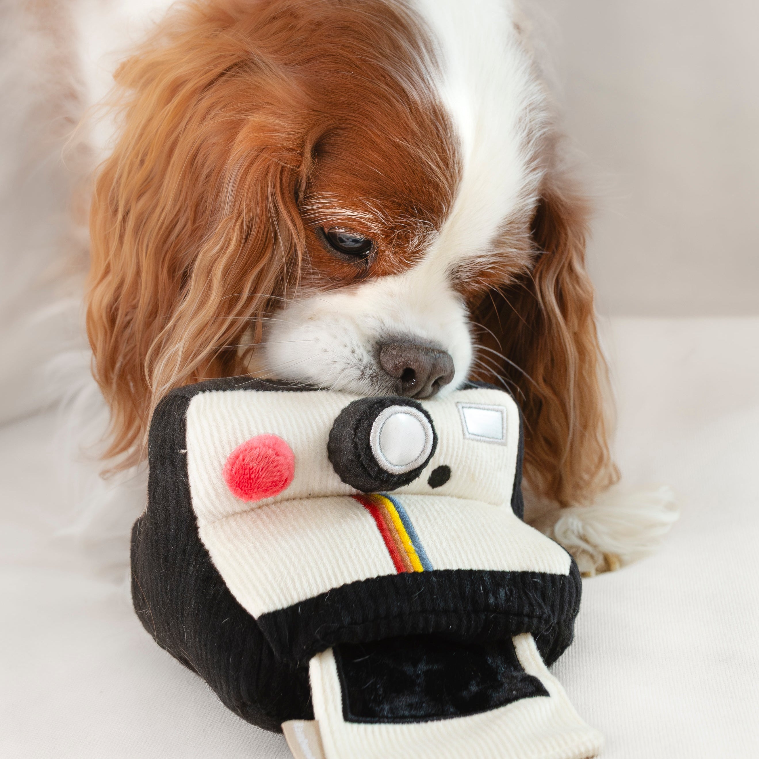 INSTANT CAMERA - Lambwolf Collective