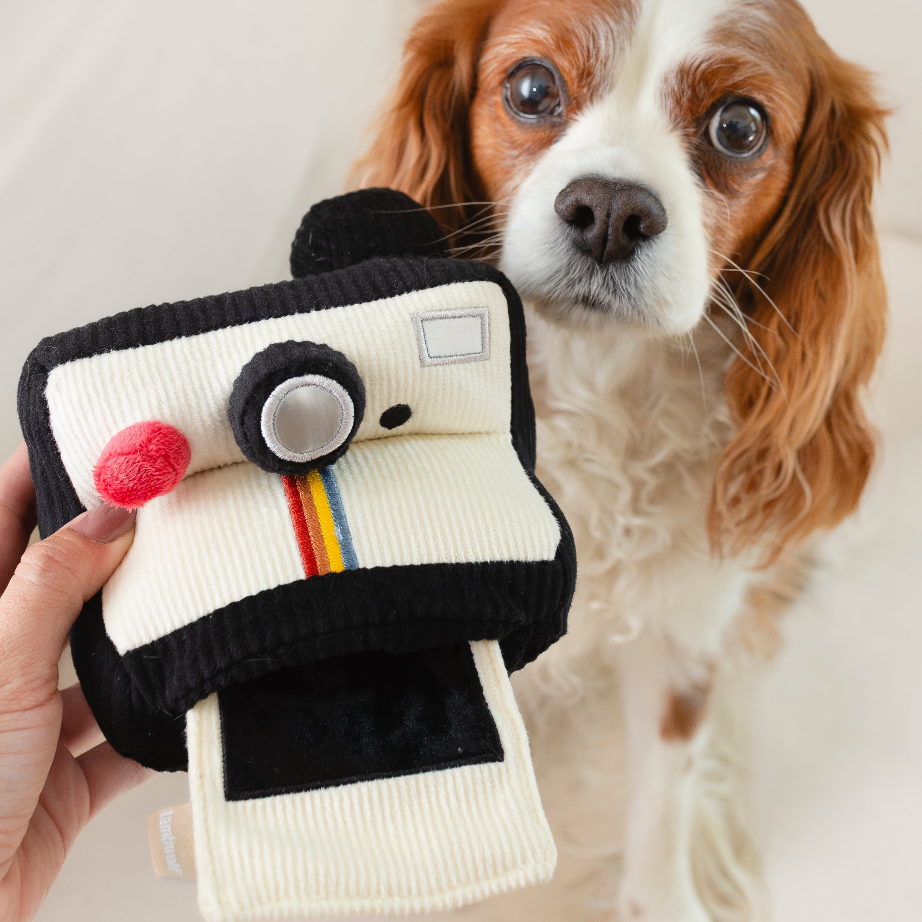 INSTANT CAMERA - Lambwolf Collective