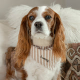 Mocha Stripe Dog Bandana