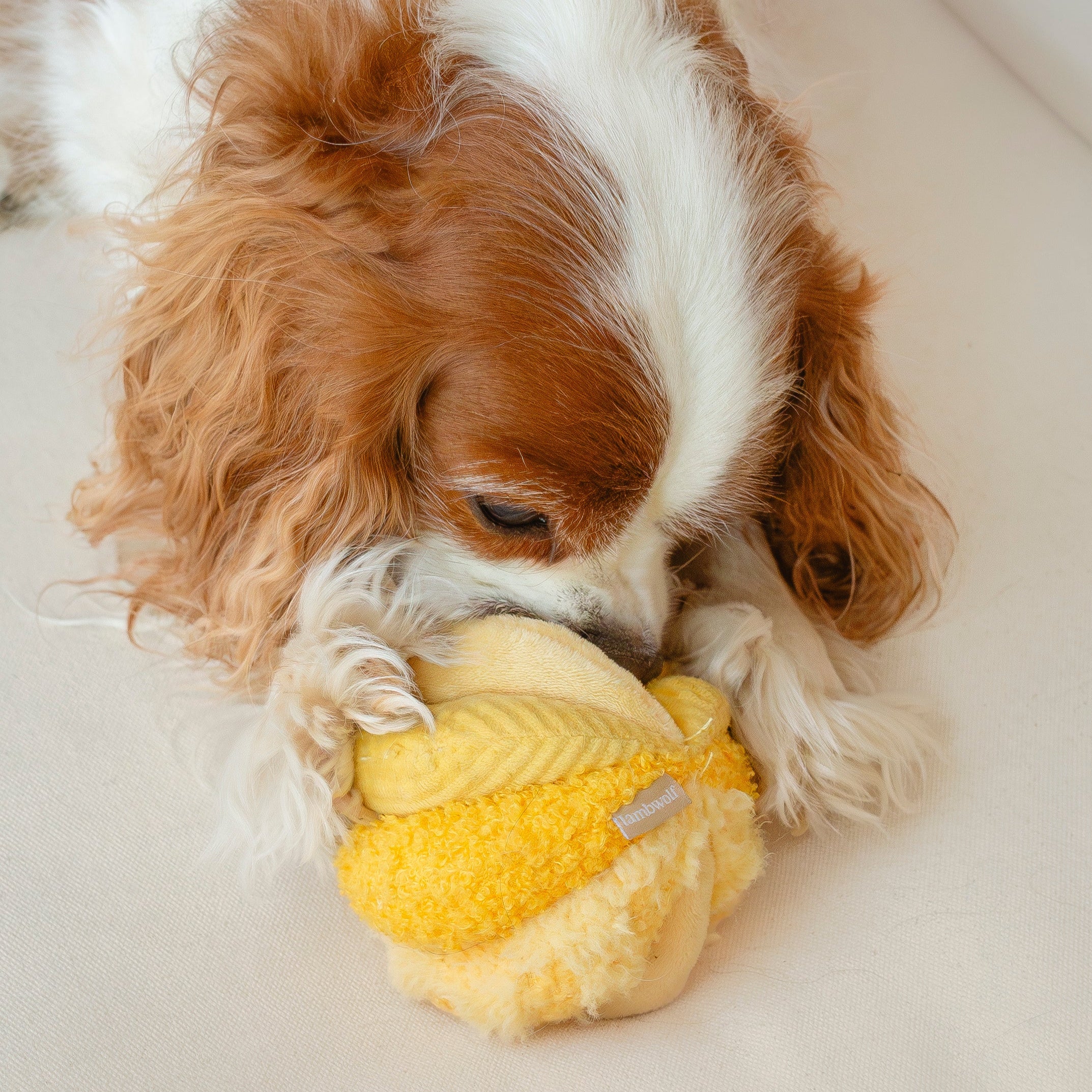 TOTO - Lambwolf Collective