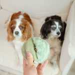 TOTO - Lambwolf Collective