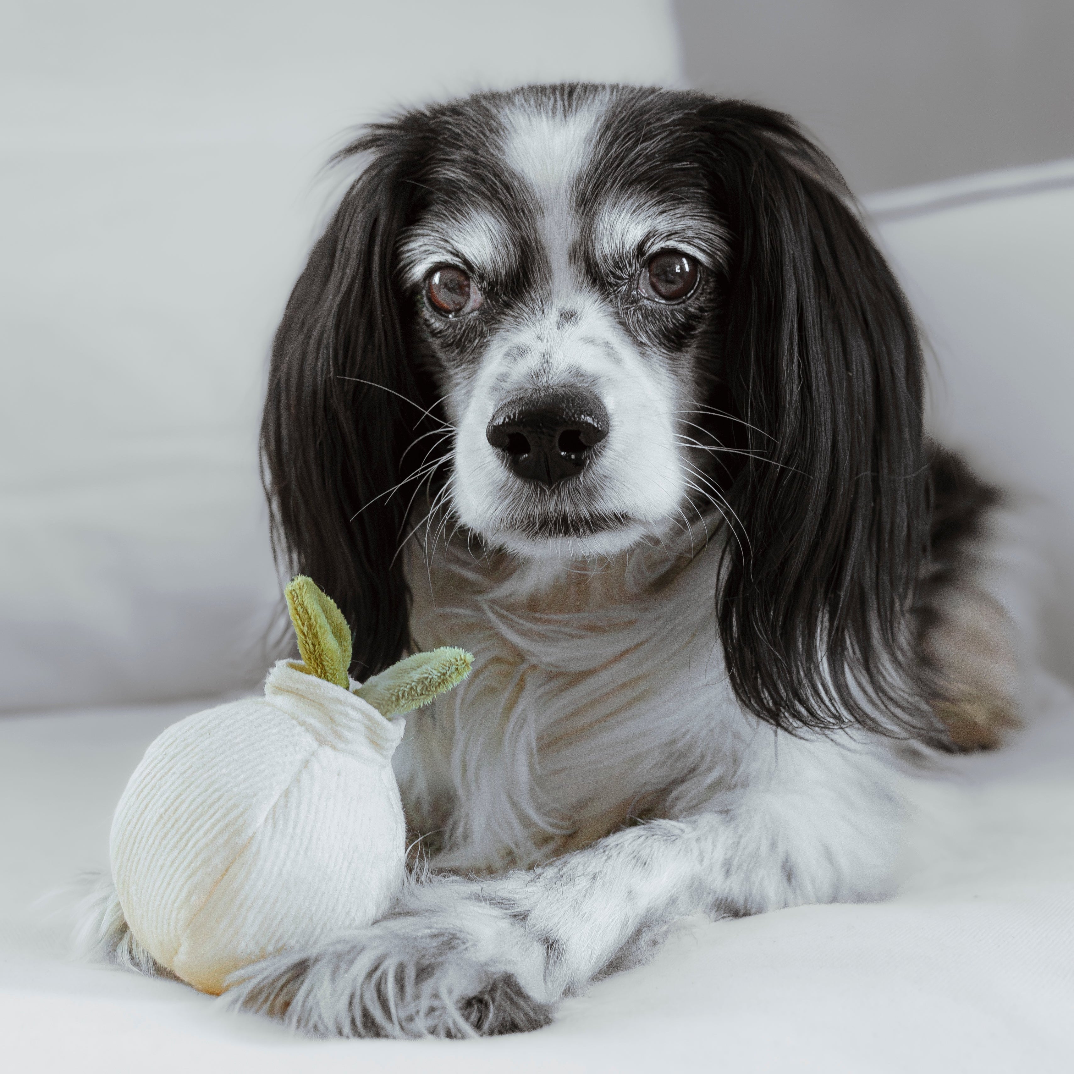 GARLIC POP - Lambwolf Collective