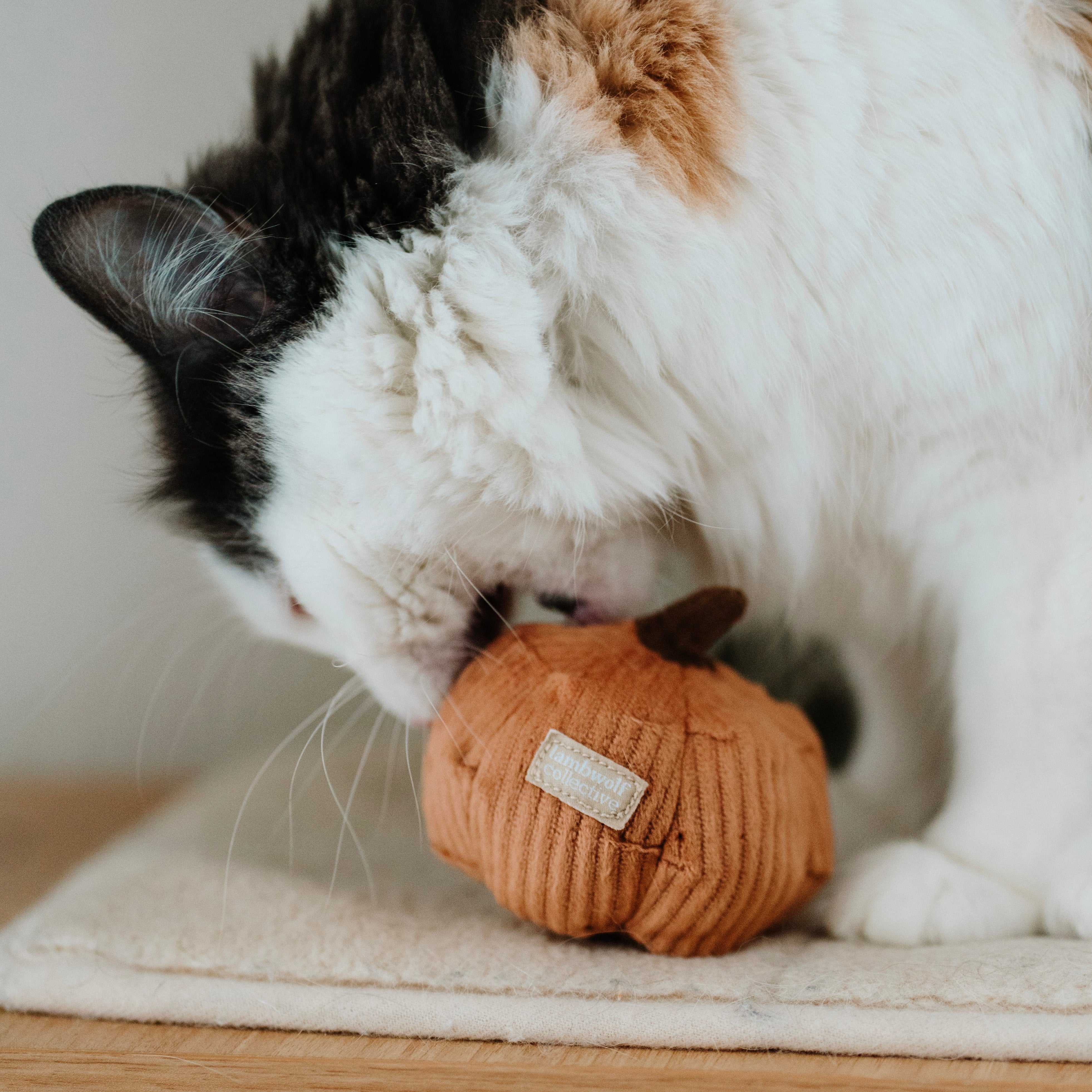 ENSEMBLE DE LÉGUMES POUR KITTY
