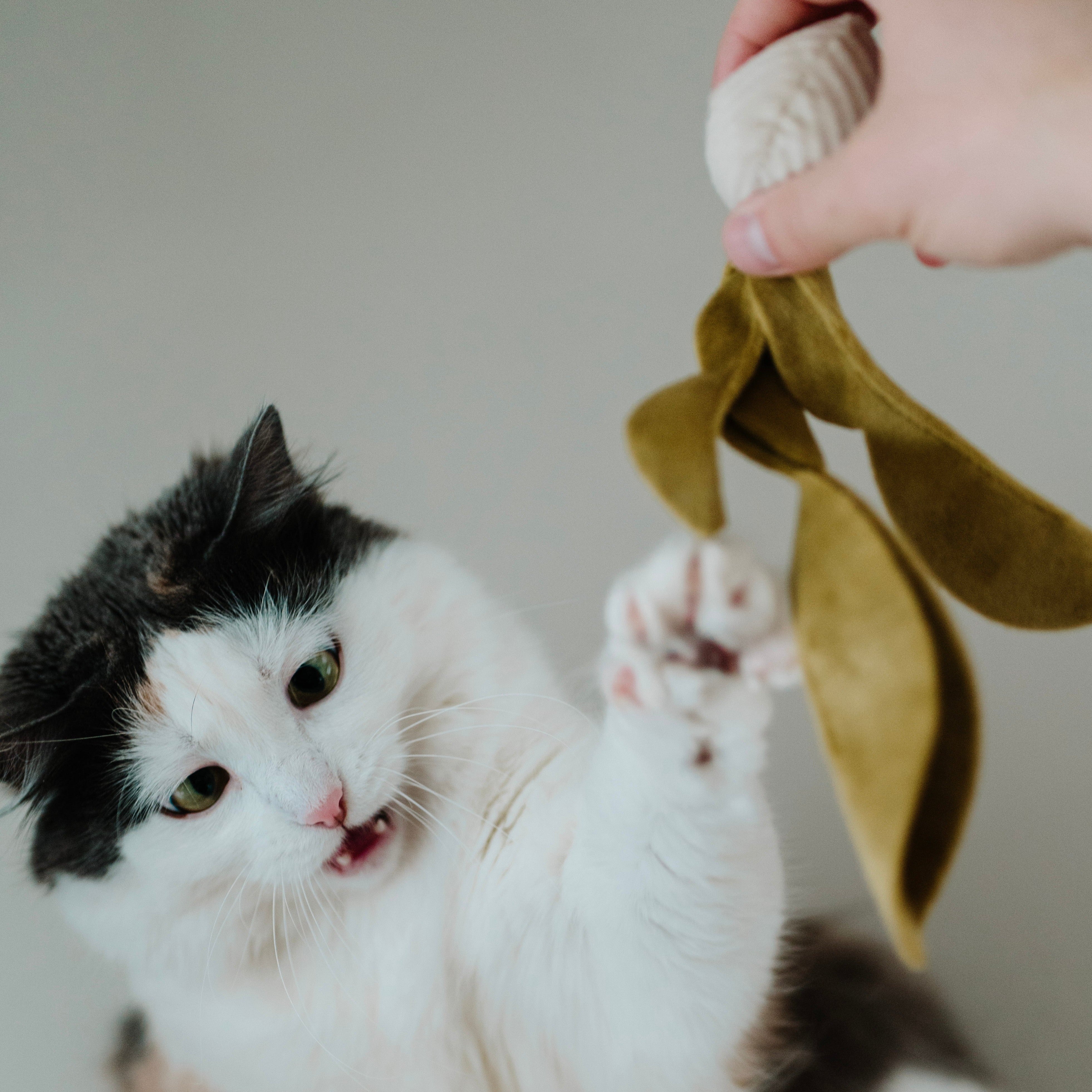Black and white cat swats at a green felt toy held by a person. 
