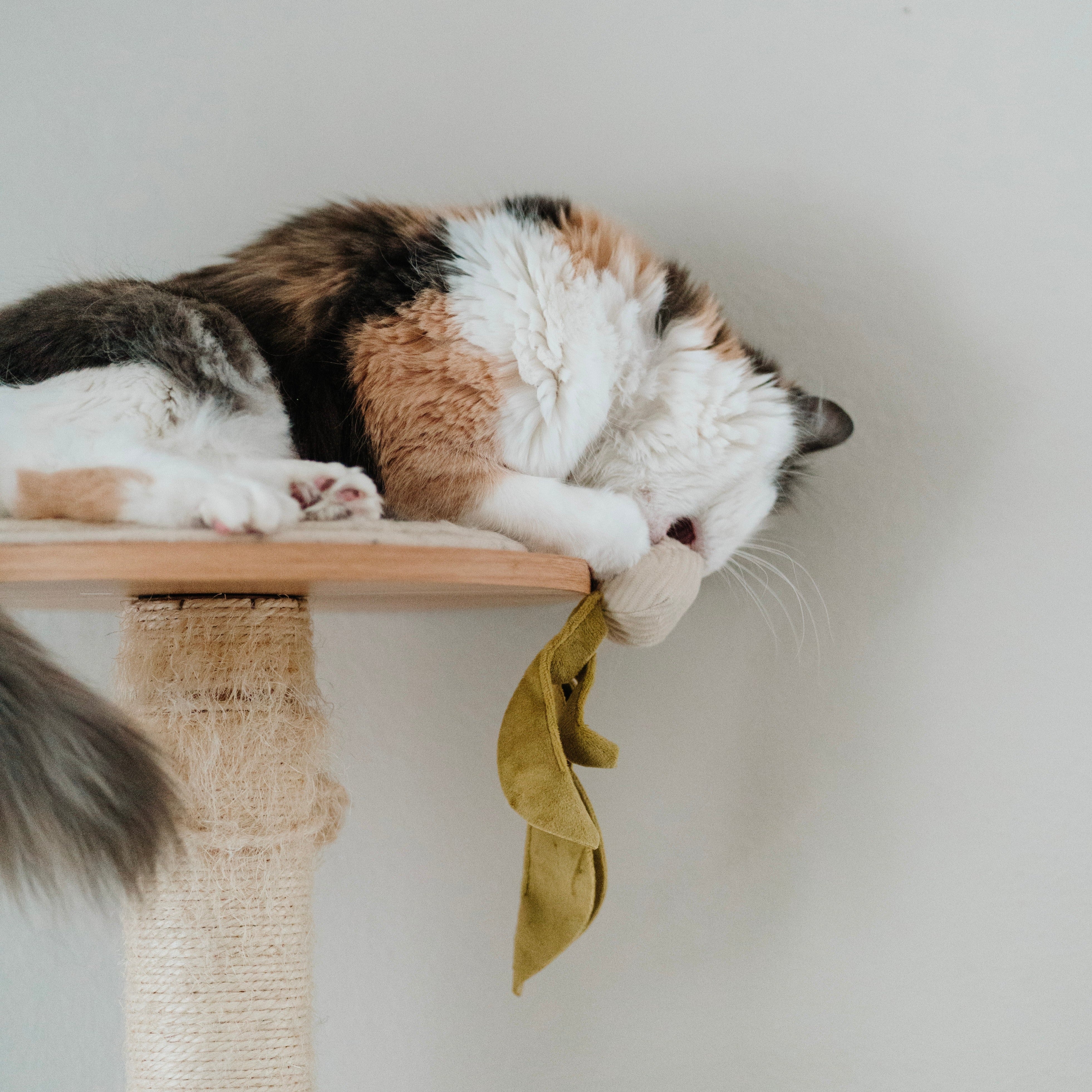A playful calico cat bats at a green toy hanging from a cat tree. 
