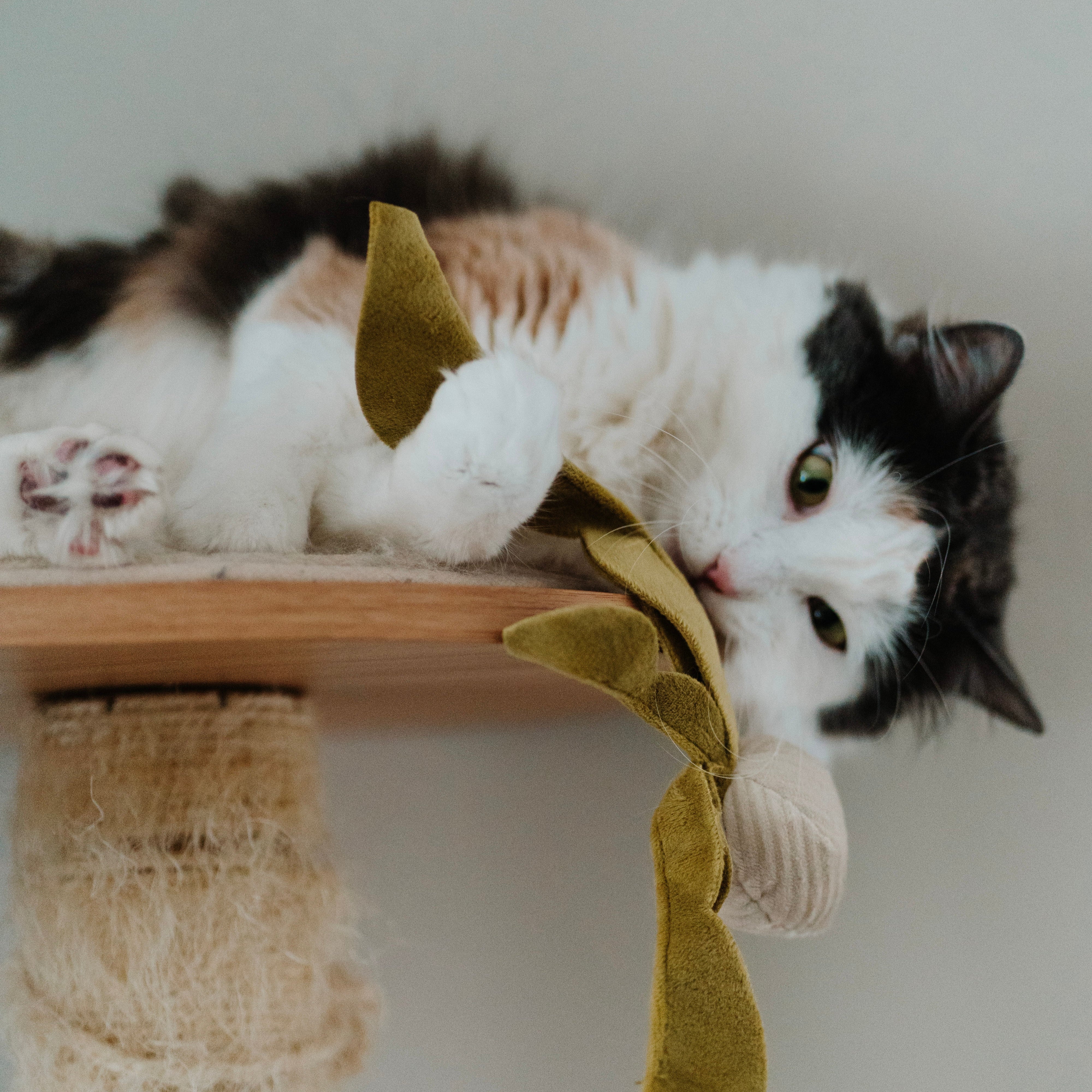 A playful calico cat bats at a green catnip toy on a cat tree. 
