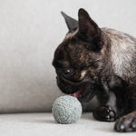 Pea POP - Lambwolf Collective