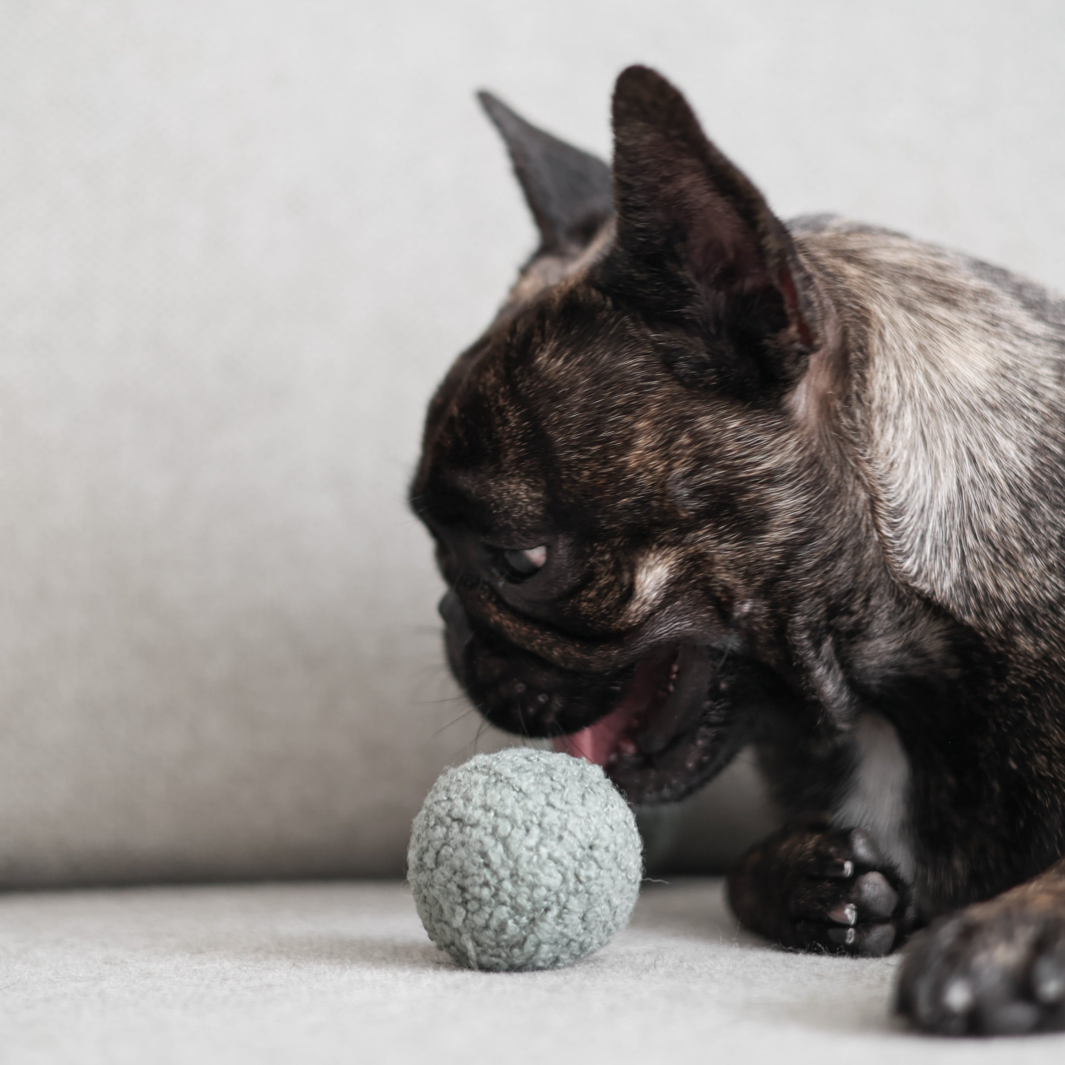 Pea POP - Lambwolf Collective