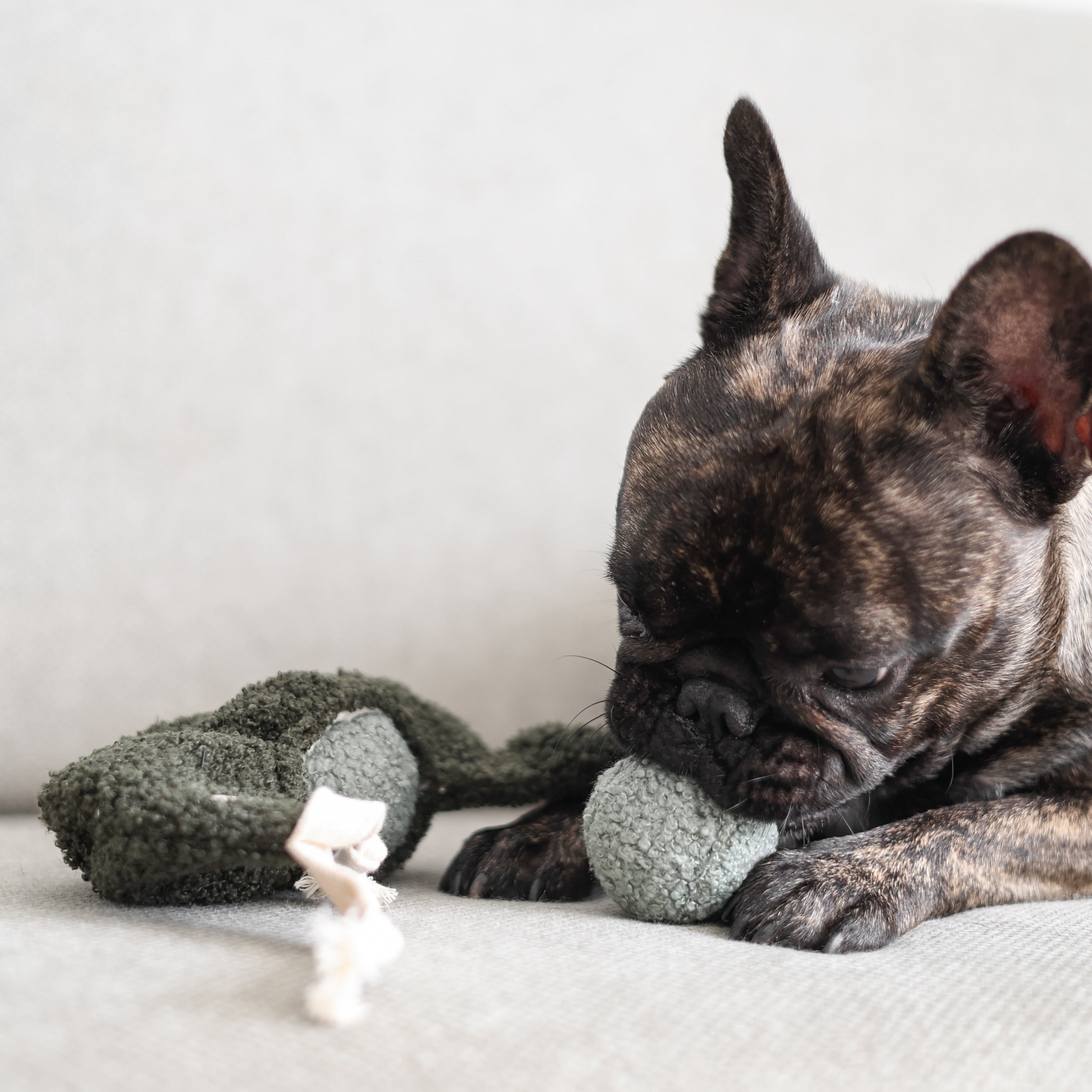 Pea POP - Lambwolf Collective