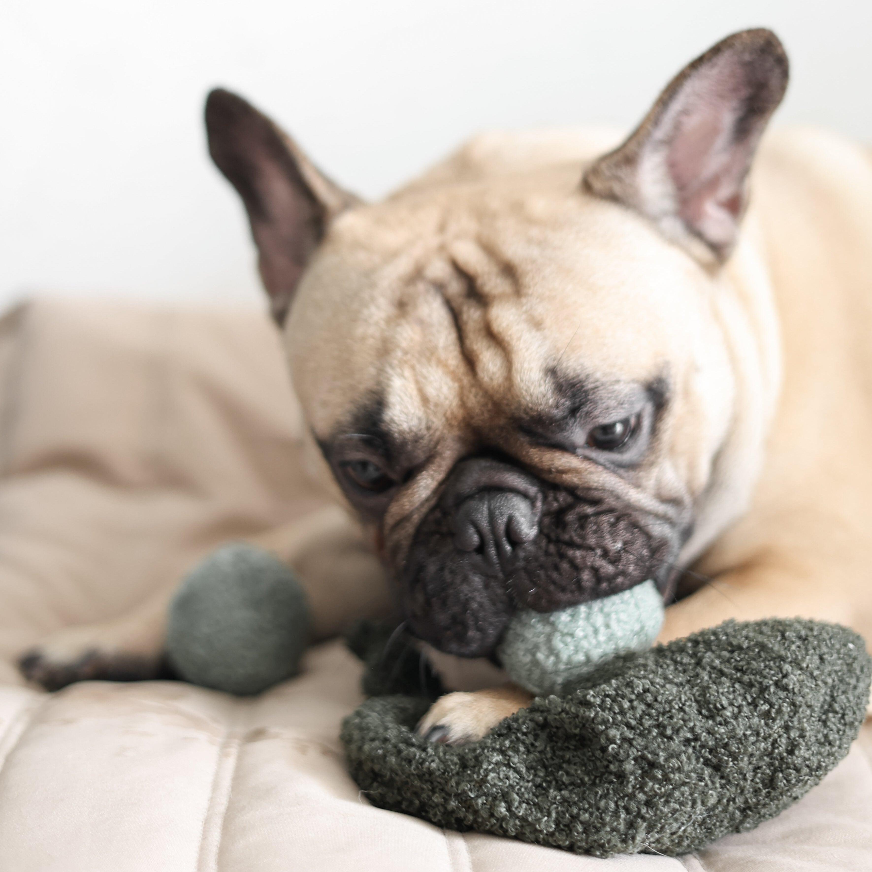 Pea POP - Lambwolf Collective