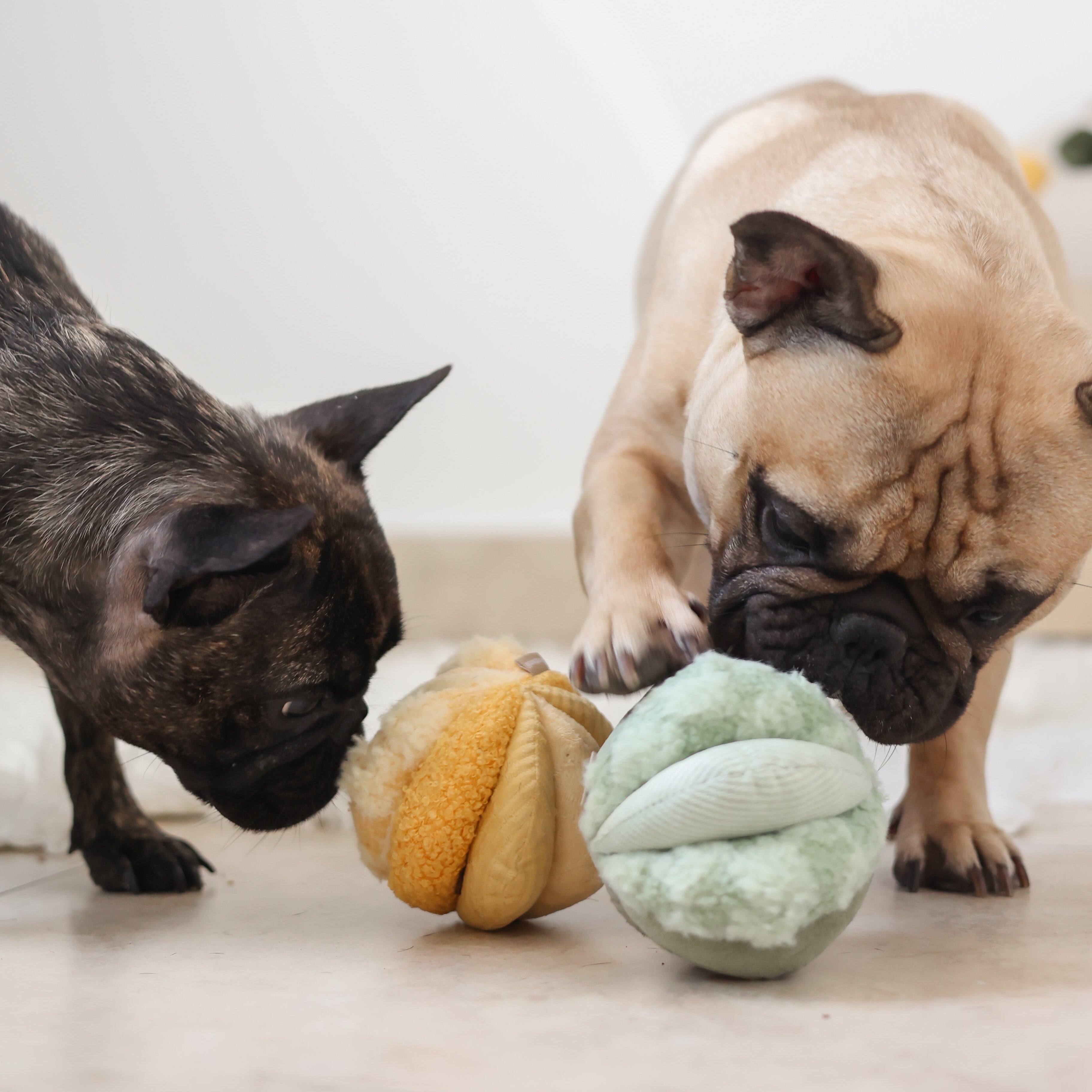 TOTO - Lambwolf Collective