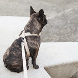 Mellem waterproof hands free dog leash convertible