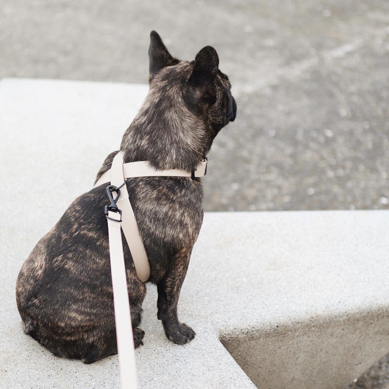 Mellem waterproof hands free dog leash convertible